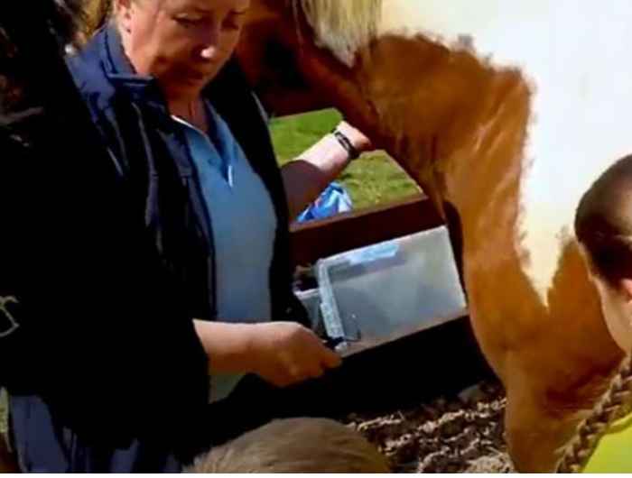 Woman explaining how to groom a horse 