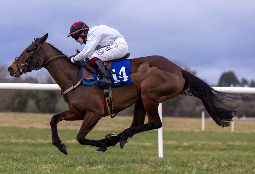 Horse and jockey flying at Thurles racecourse 