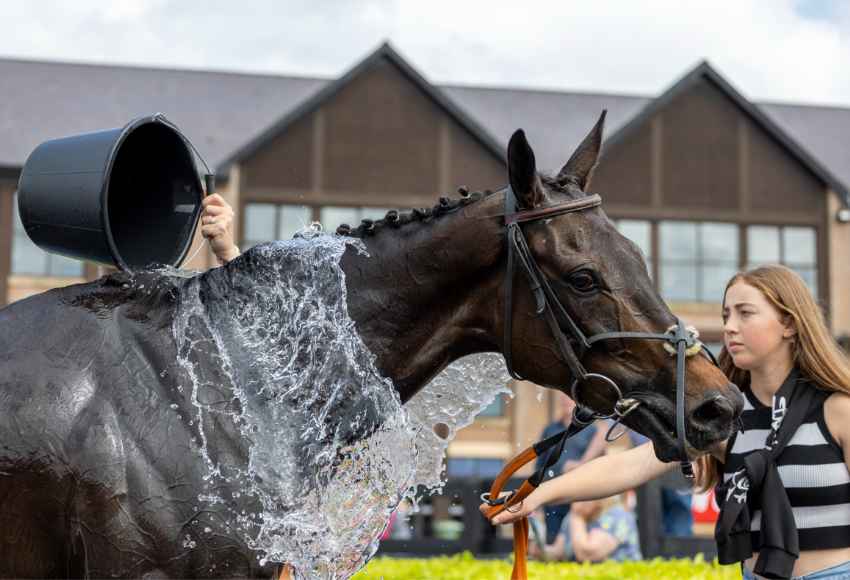 Horse cooling down Punchestown