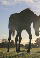 Foal Levy Stallion List 2025