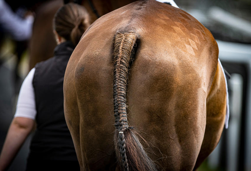 HRI 2025 Irish Thoroughbred Welfare Council best turned out league