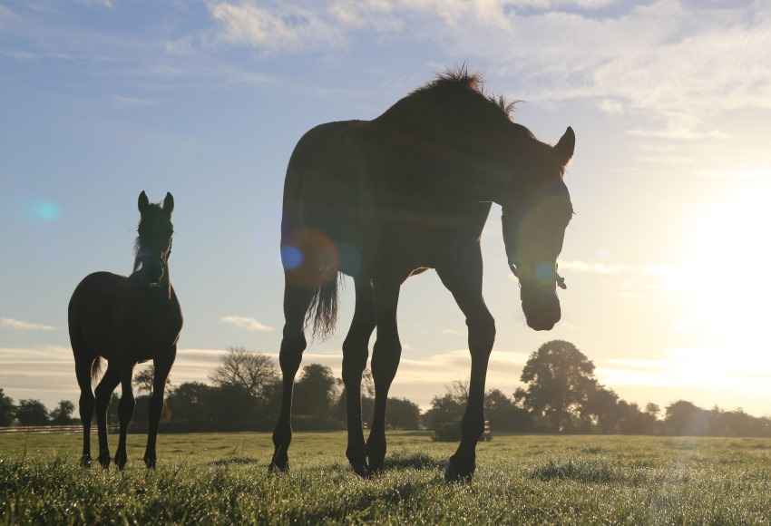 The sun sets in the background of a mare and foal