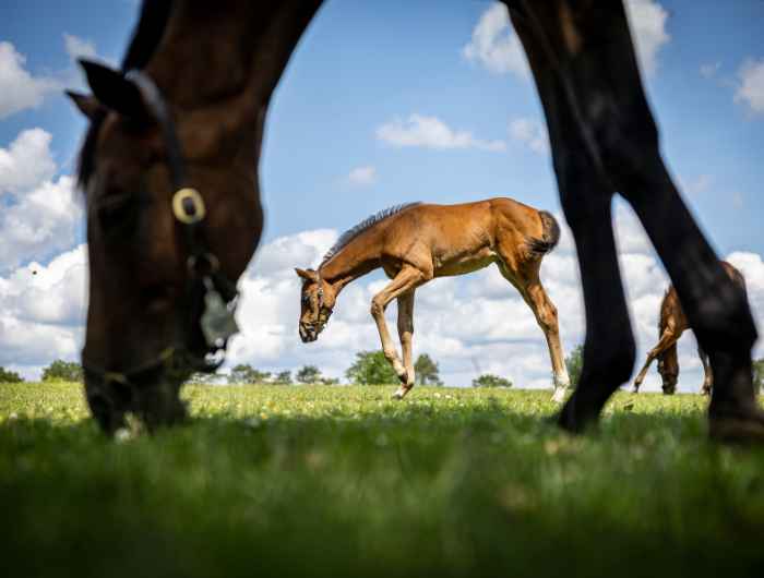 Horse and foal grazing in paddock