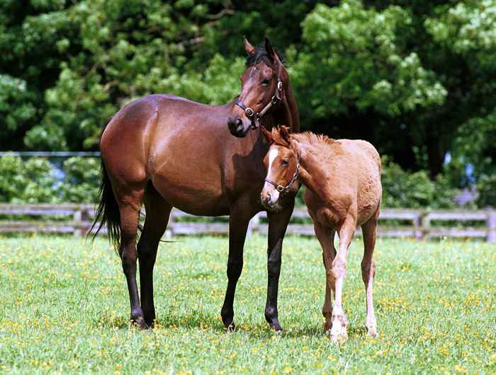 Horse and foal in paddock