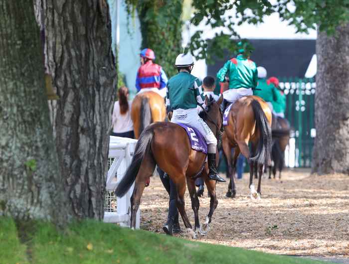 Horses walking out of parade ring