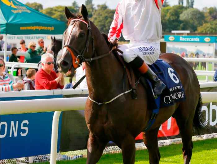 Sole Power in the parade ring