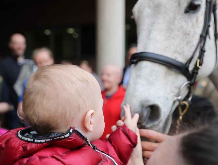 Baby petting a grey horse