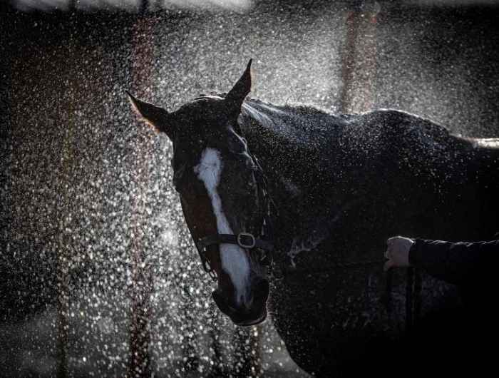 Black and white image of horse 