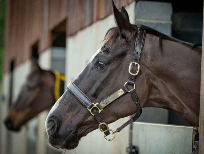 Don Cossack in the stable 