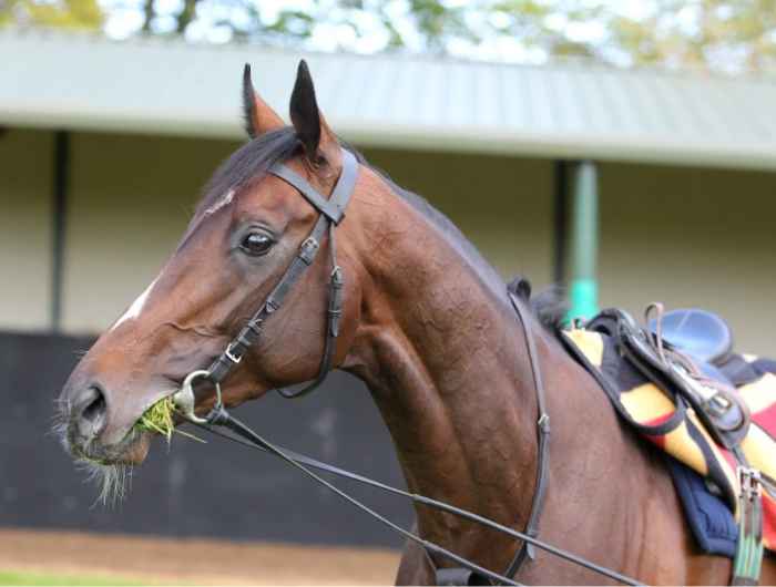 Camelot saddled up