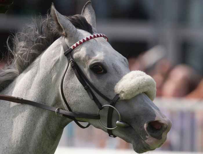Zoomed in image of horses face