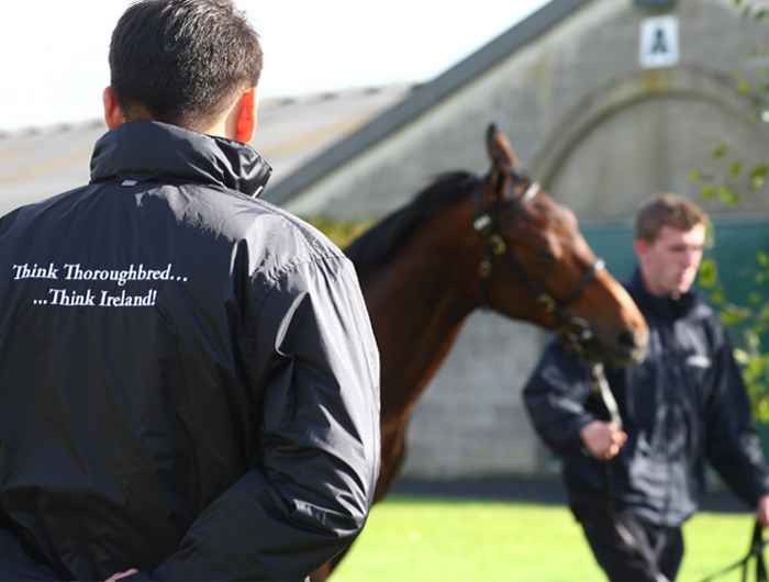 Horse being lead at sales