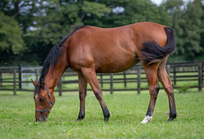 Thoroughbred horse grazing in paddock