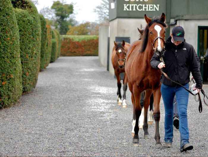 Irish Thoroughbred horses being lead 