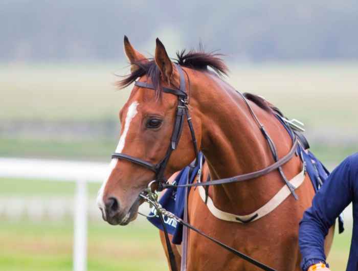 Faugheen pre race at the course